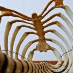 Szkolenia z osteopatii