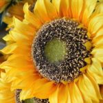 Dlaczego warto kupować roślinne dekoracje w hurtowniach kwiatów sztucznych?