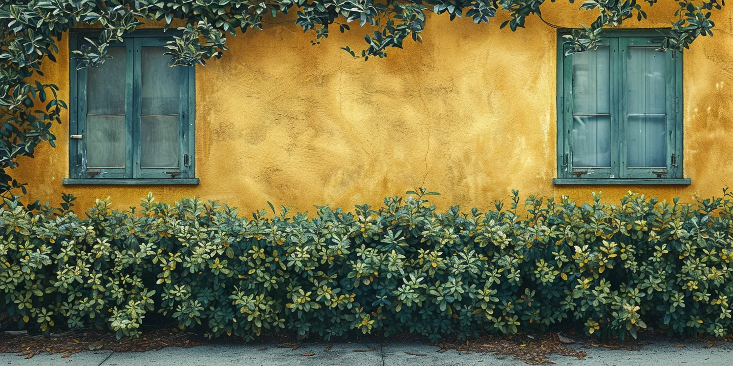 Żywopłot z laurowiśni zimą