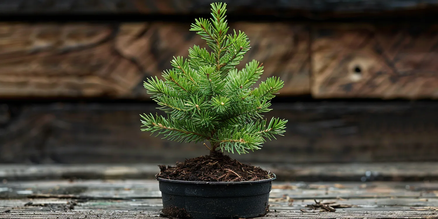 Jak założyć ogród?